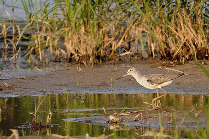 Common Greenshank