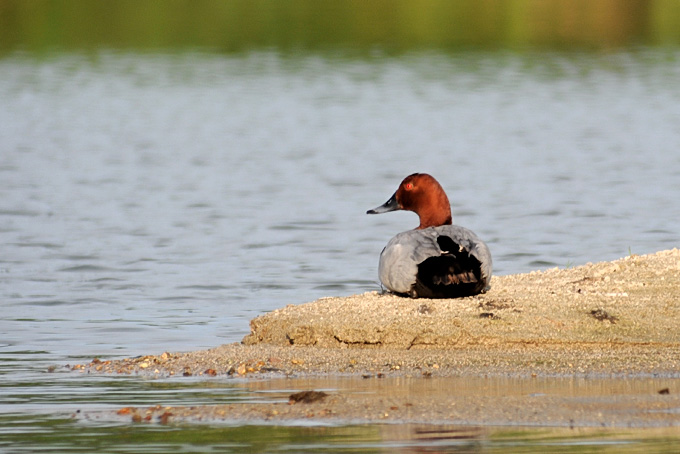 Common Pochard