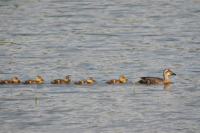 Eastern Spot-billed Duck