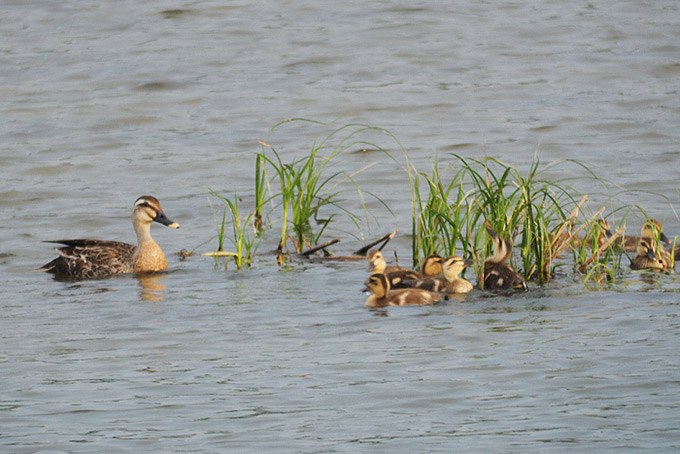 Eastern Spot-billed Duck