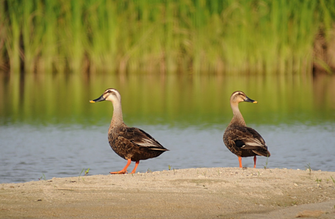 Eastern Spot-billed Duck