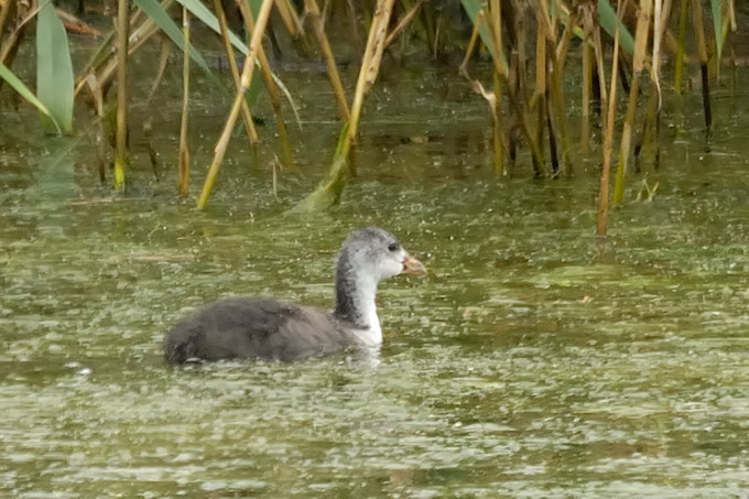 Eurasian Coot