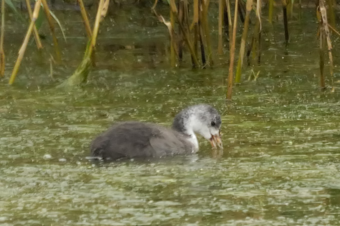 Eurasian Coot