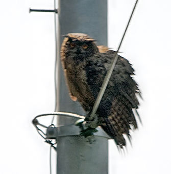Eurasian Eagle-Owl