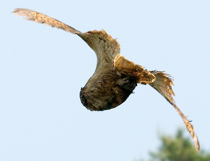 Eurasian Eagle-Owl