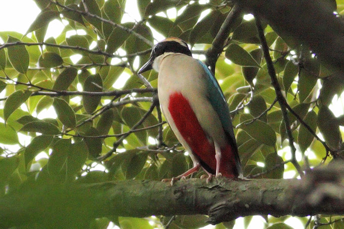 Fairy Pitta