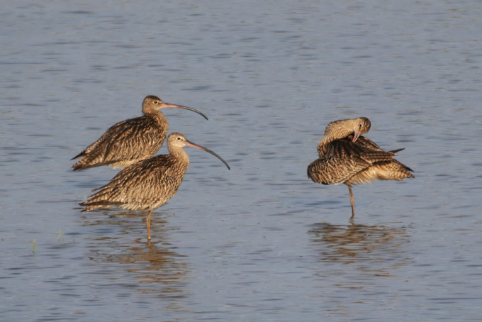 Far Eastern Curlew