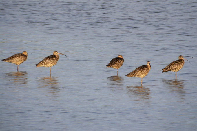 Far Eastern Curlew
