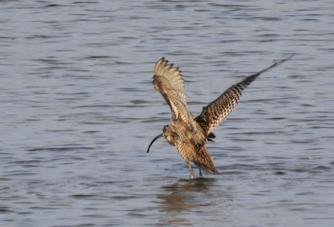 Far Eastern Curlew