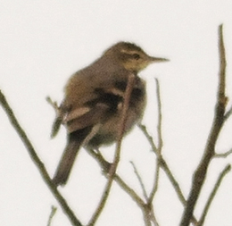 Forest Wagtail
