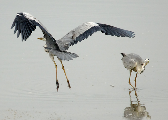 Grey Heron
