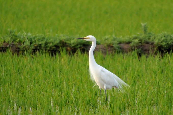 Intermediate Egret