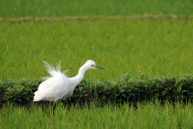 Intermediate Egret