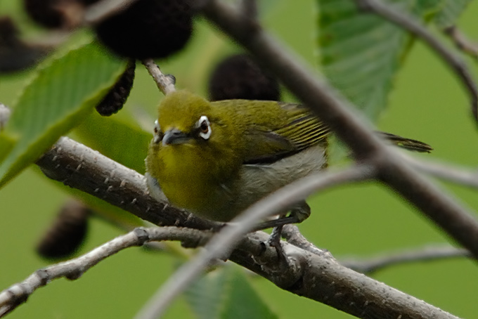 Japanese White-eye
