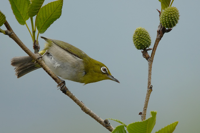 Japanese White-eye