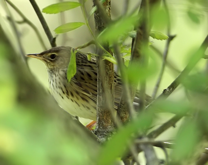 Lanceolated Warbler