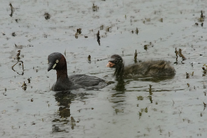 Little Grebe