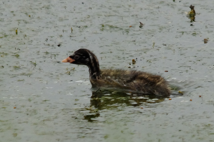Little Grebe