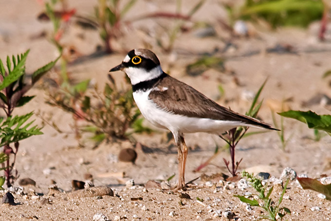 Little Ringed Plover