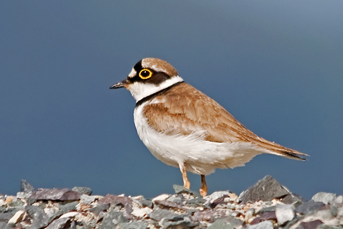 Little Ringed Plover