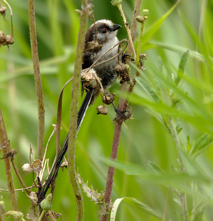 Long-tailed Tit