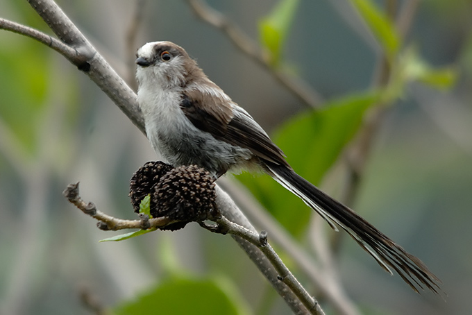 Long-tailed Tit