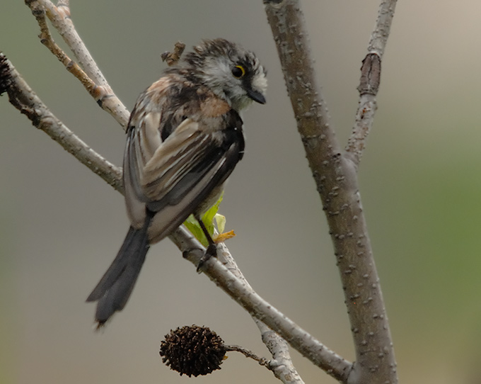 Long-tailed Tit