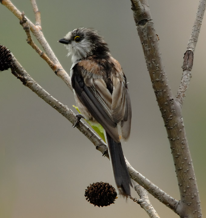 Long-tailed Tit