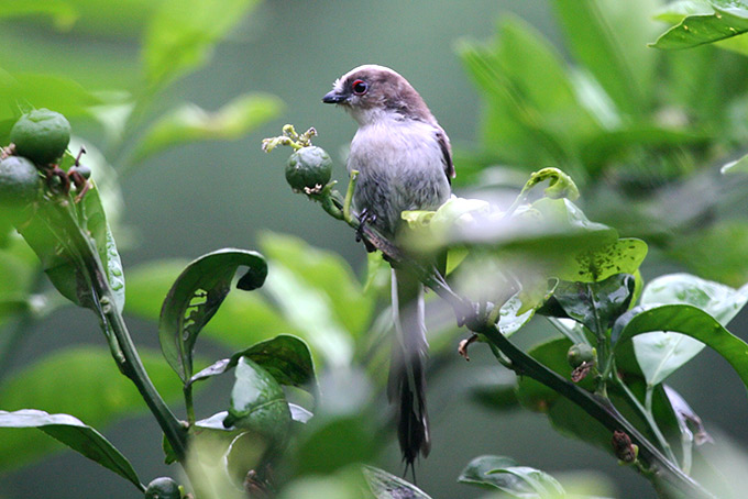 Long-tailed Tit