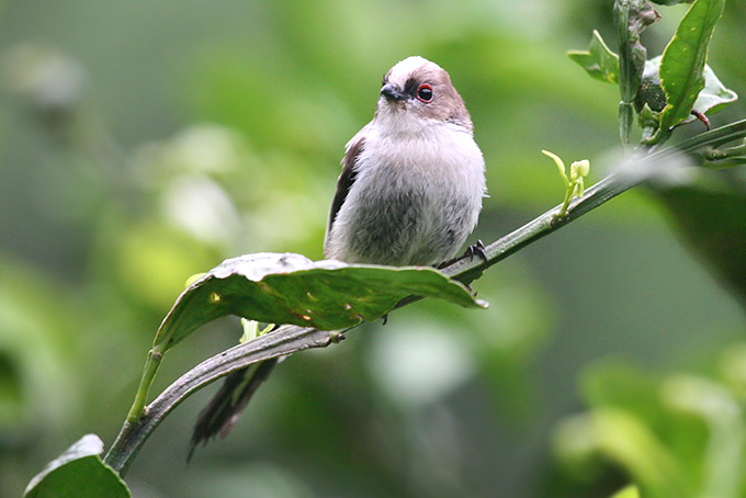 Long-tailed Tit