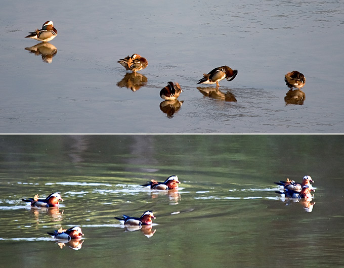 Mandarin Duck
