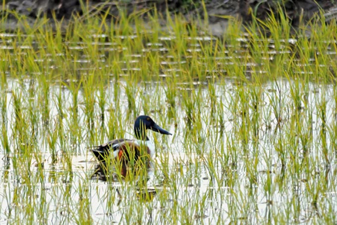 Northern Shoveler
