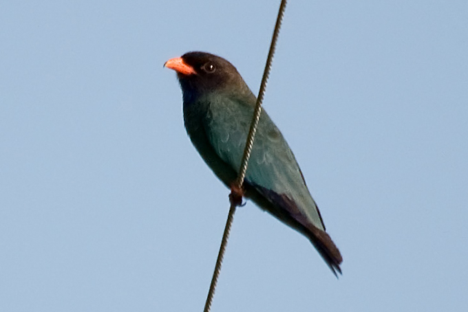 Oriental Dollarbird