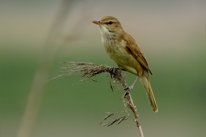 Oriental Reed Warbler