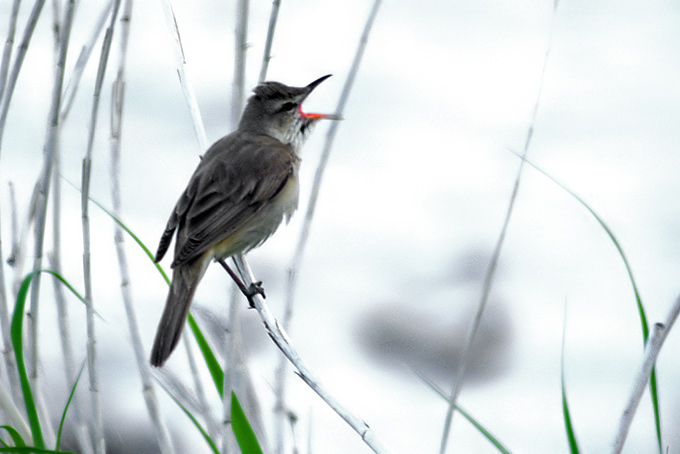 Oriental Reed Warbler