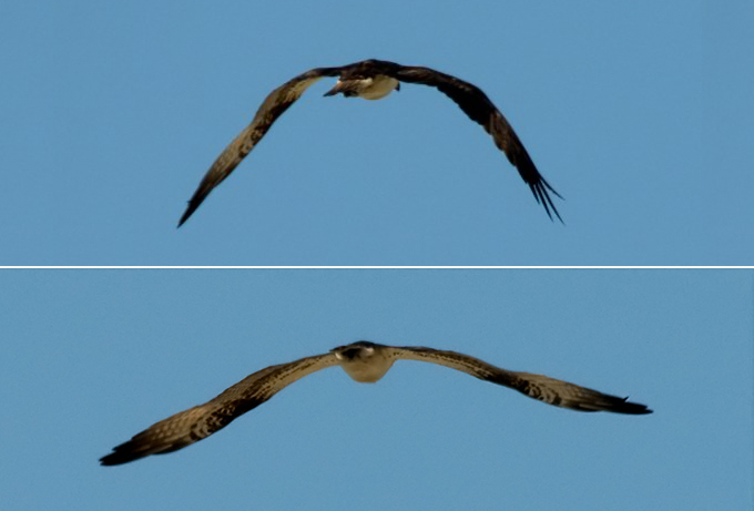 Western Osprey