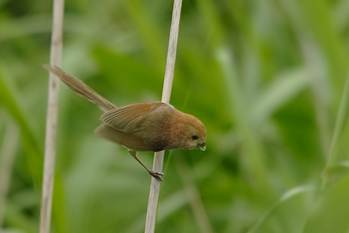 Vinous-throated Parrotbill