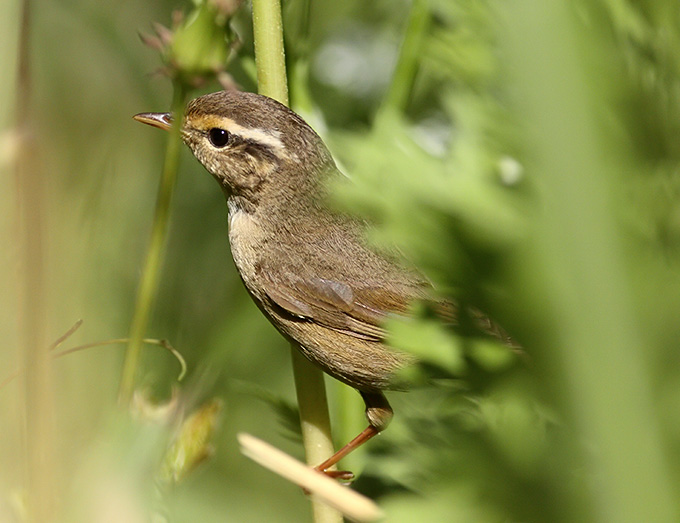 Radde's Warbler