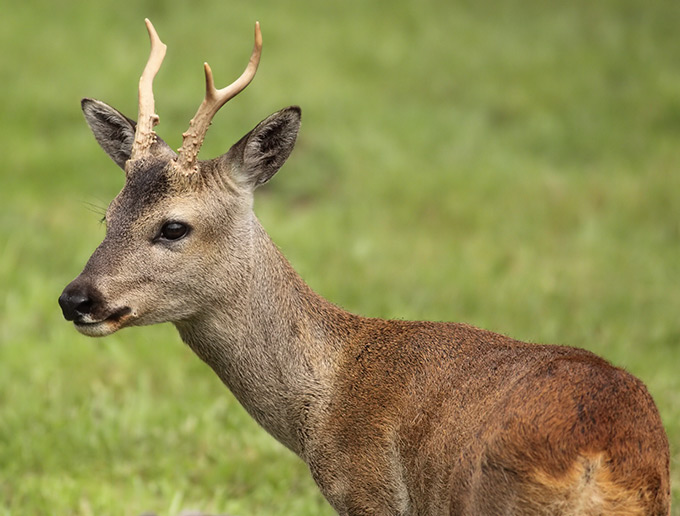 Siberian Roe Deer