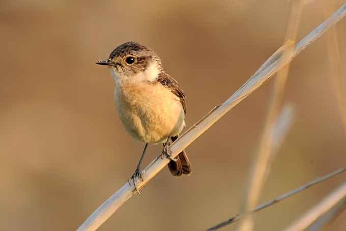 Siberian Stonechat