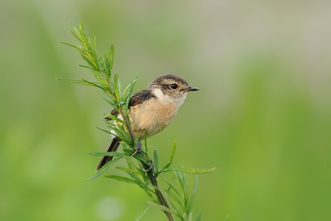 Siberian Stonechat