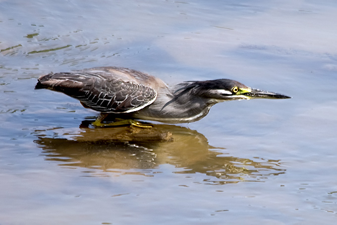 Striated Heron