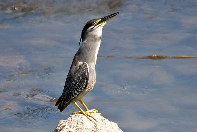 Striated Heron