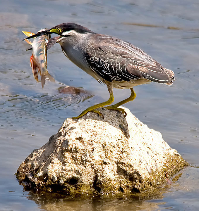 Striated Heron