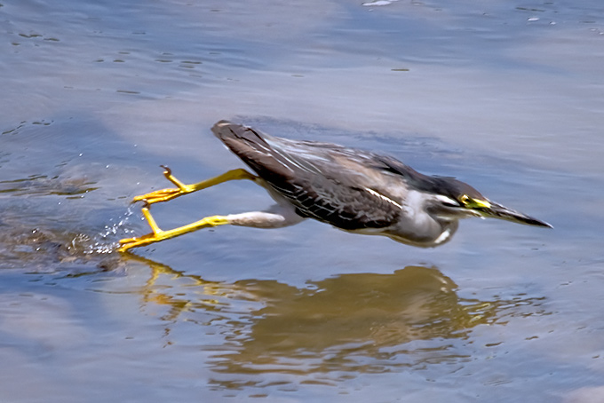 Striated Heron