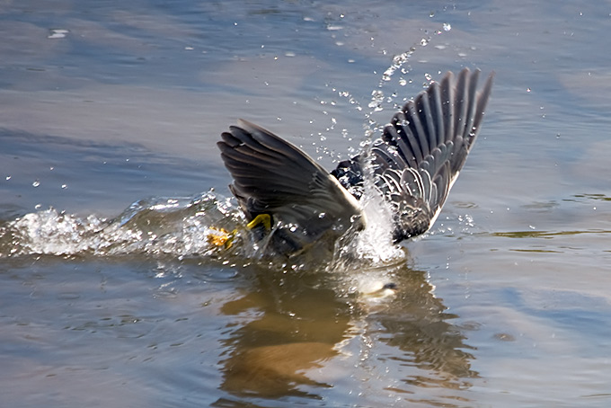 Striated Heron