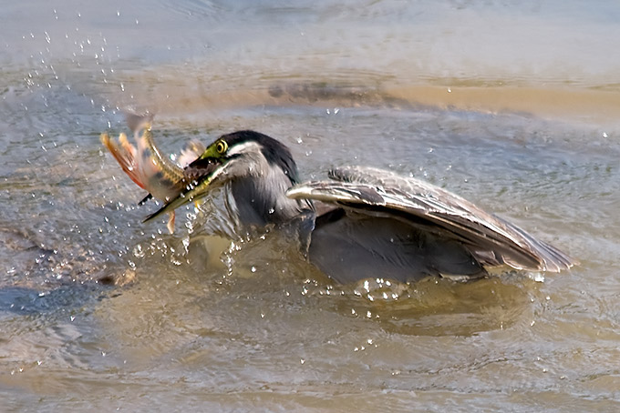Striated Heron
