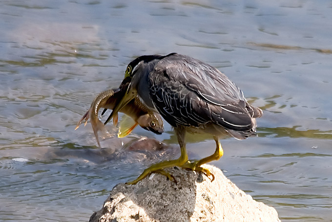 Striated Heron