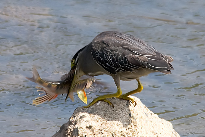 Striated Heron