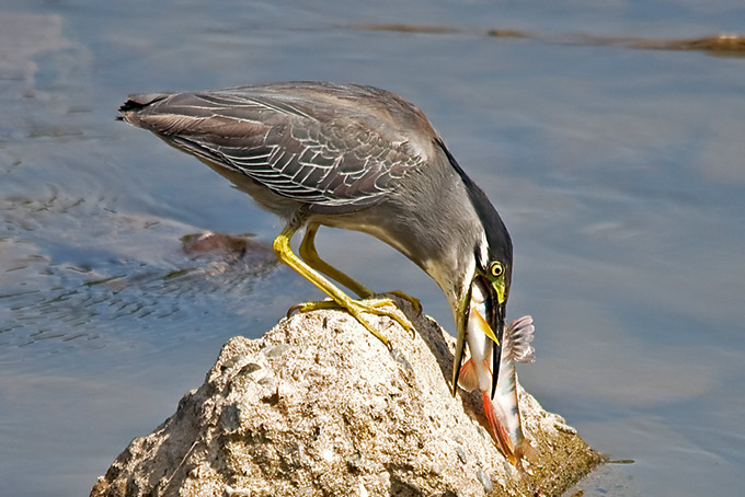 Striated Heron